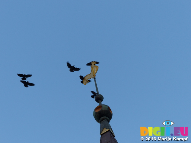 FZ033206 Crows on windvane on Ribe church spire